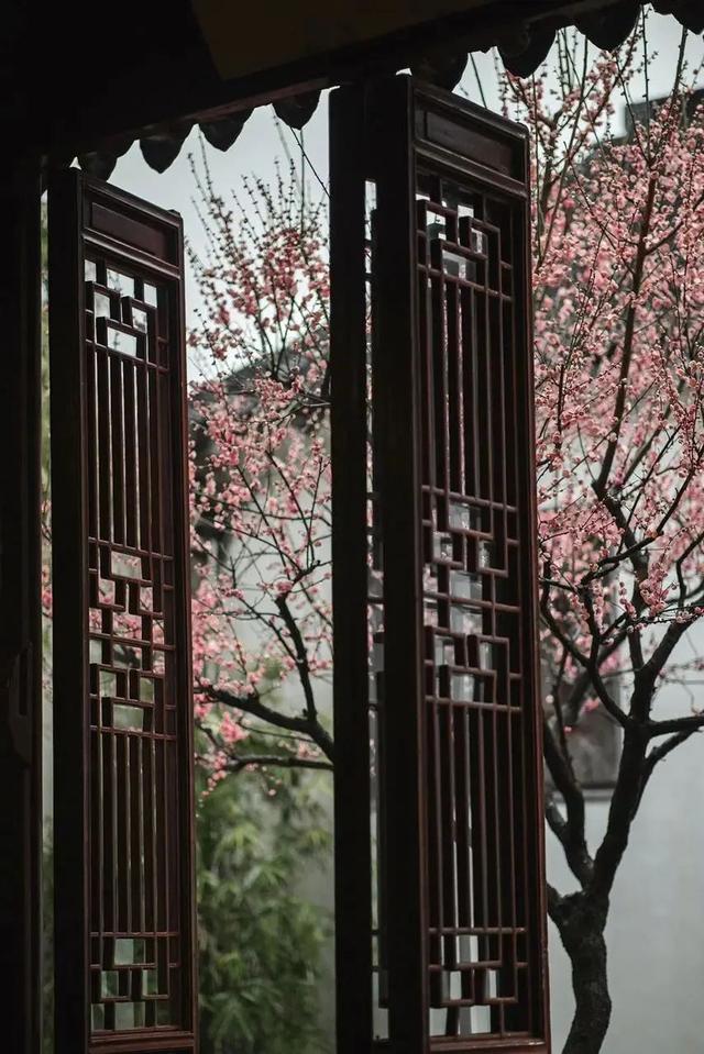 张希诵读《赏梅有感》 作者：任学路（图8）