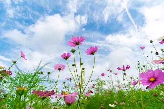 东方书剑的《鹧鸪天・生如夏花》