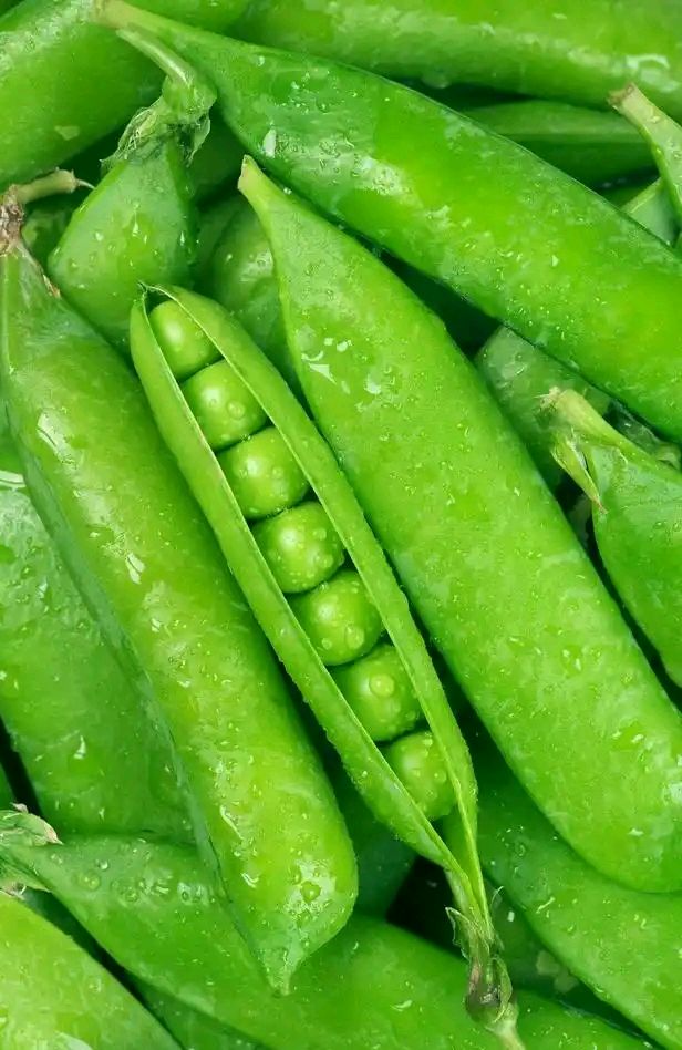 七律-豌豆情（外一首）诗◑白小文（图10）