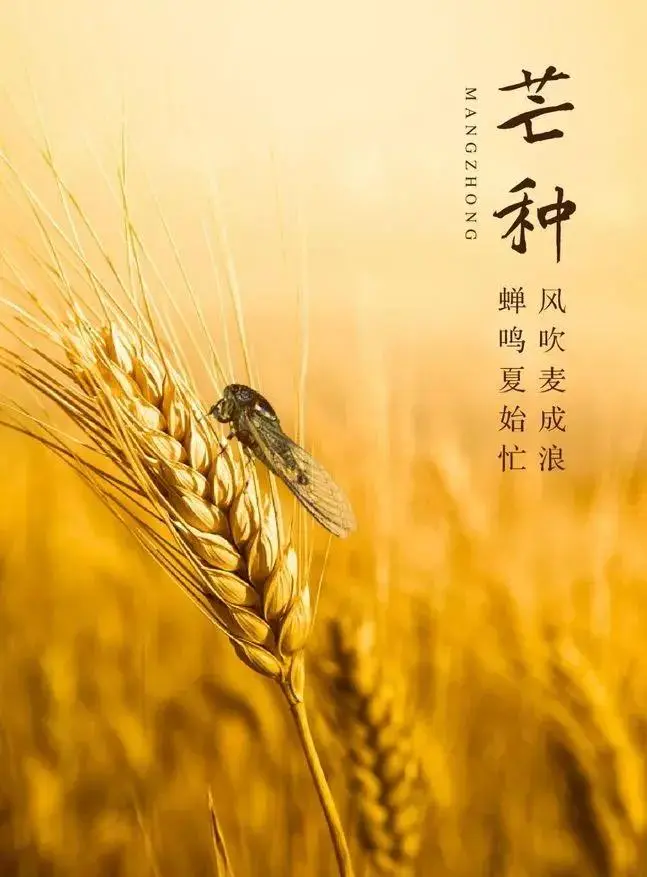 七律·乙巳芒种吟（文/邹晓华）……莲叶之珠文学社（图5）