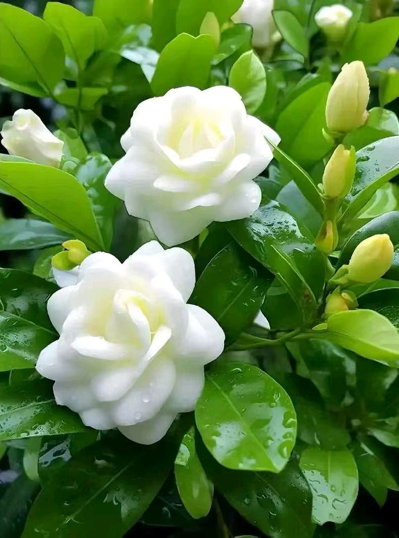 七绝-芒种～诗◑胡斌（桃花园君）（图14）