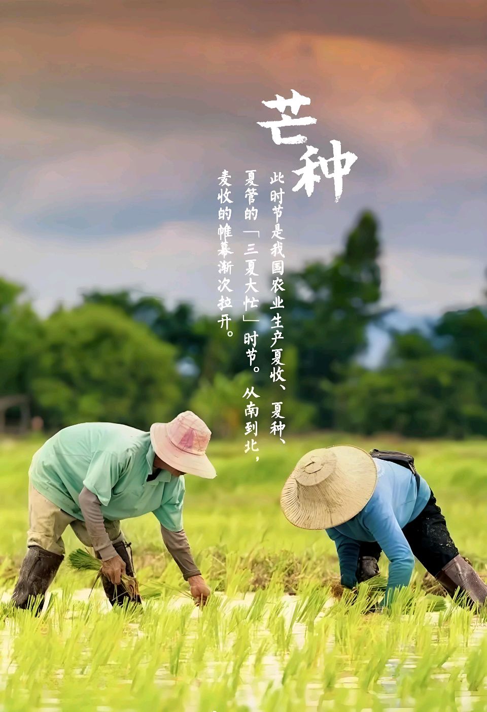 芒种（外一首）诗◑旗袍（图19）