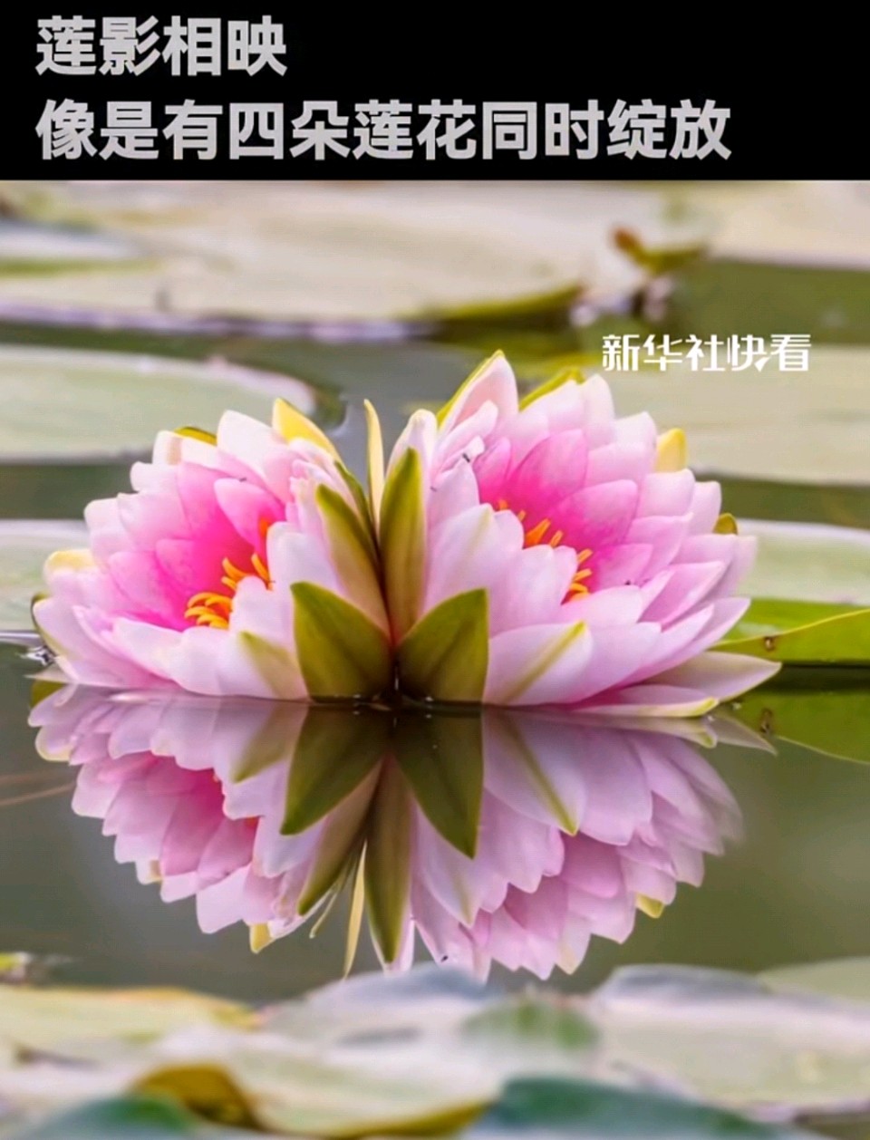 七律-并蒂莲开寄情（二首）诗◑雅轩琴韵（图17）