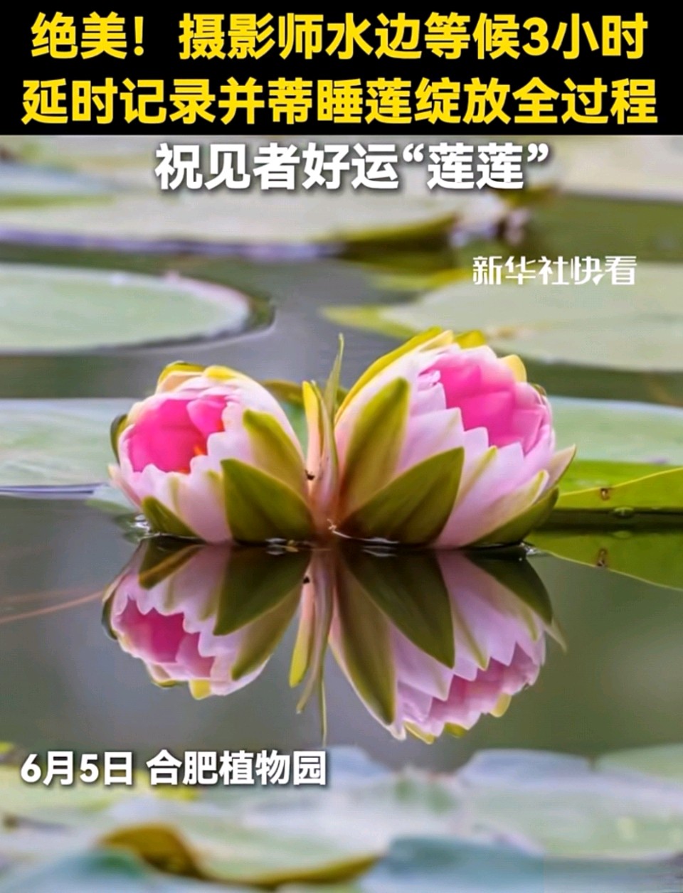 七律-并蒂莲开寄情（二首）诗◑雅轩琴韵（图15）