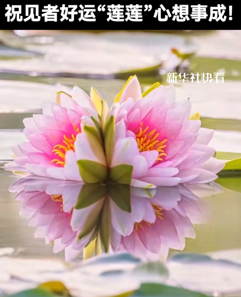 七律-并蒂莲开寄情（二首）诗◑雅轩琴韵（图16）
