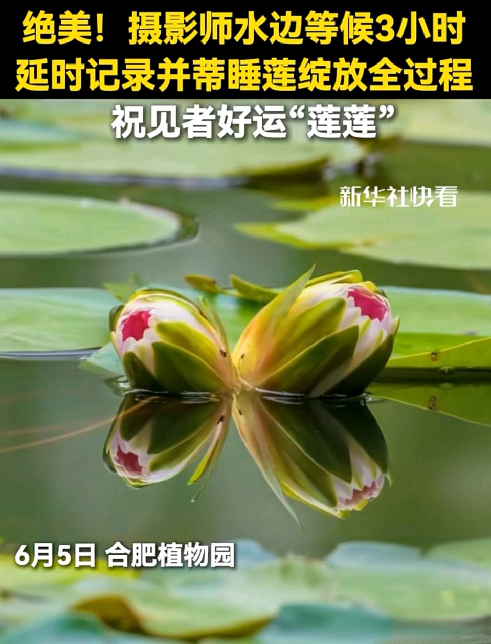 七律-并蒂莲开寄情（二首）诗◑雅轩琴韵（图11）