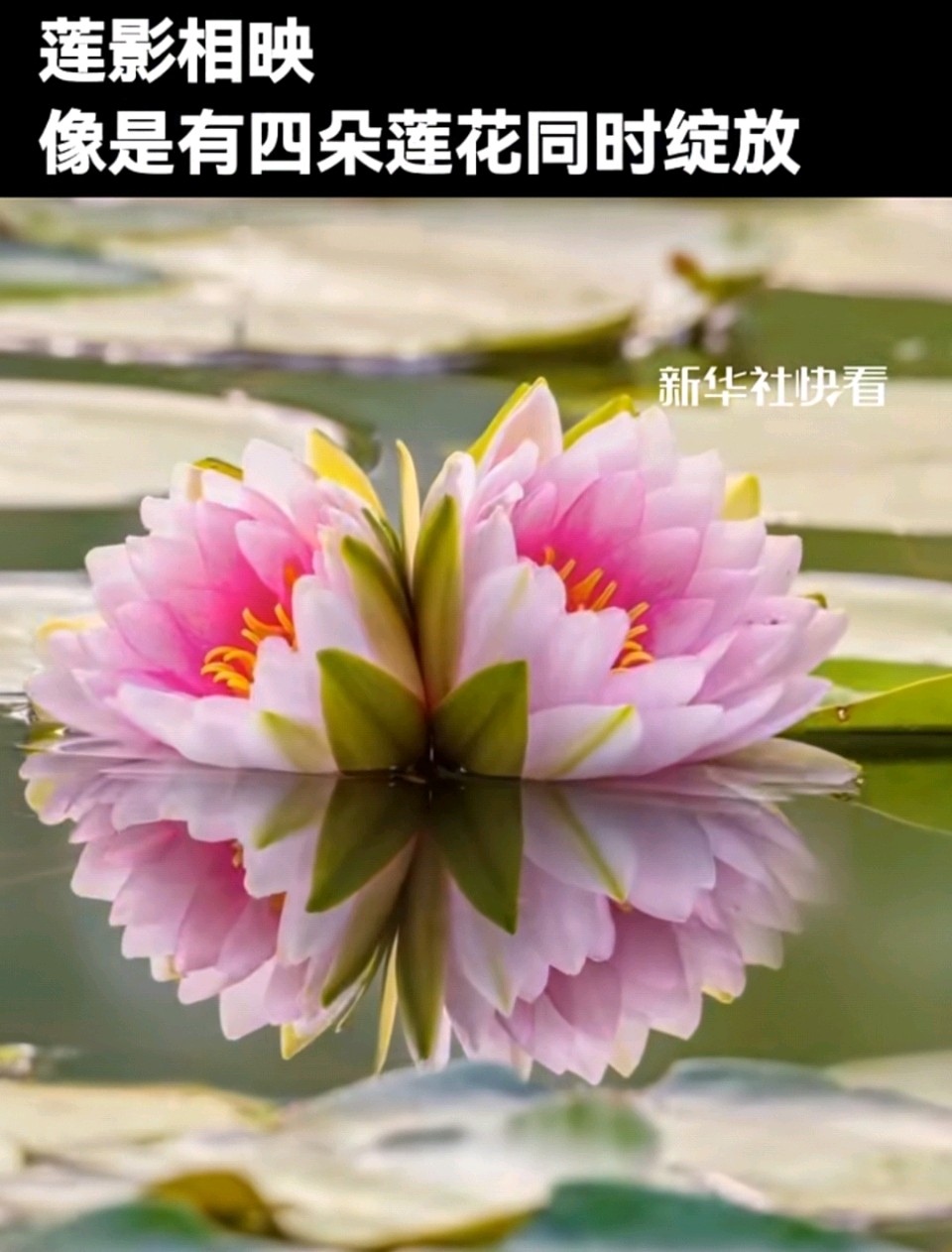 七律-并蒂莲开寄情（二首）诗◑雅轩琴韵（图12）