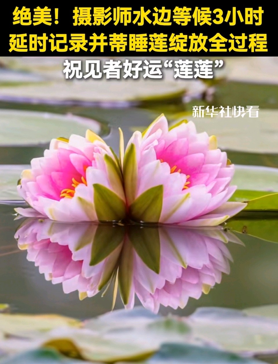 七律-并蒂莲开寄情（二首）诗◑雅轩琴韵（图18）