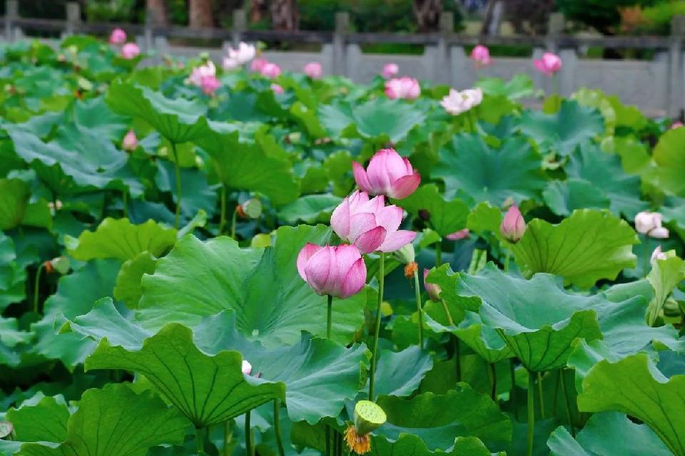 【神都诗社】第125期《夏之韵》（图12）