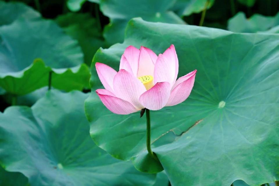 【神都诗社】第125期《夏之韵》（图10）