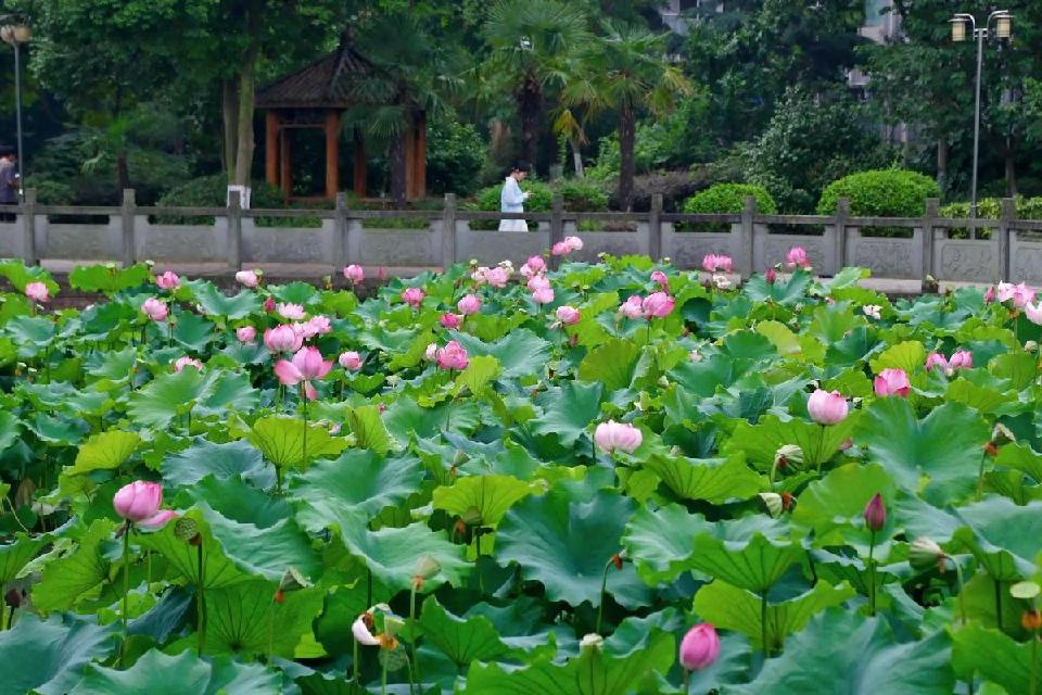 【神都诗社】第125期《夏之韵》（图13）