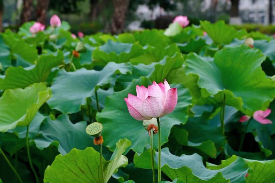 【神都诗社】第125期《夏之韵》（图14）