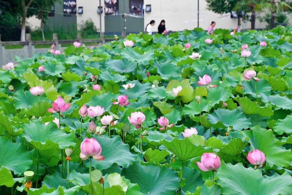 【神都诗社】第125期《夏之韵》（图15）