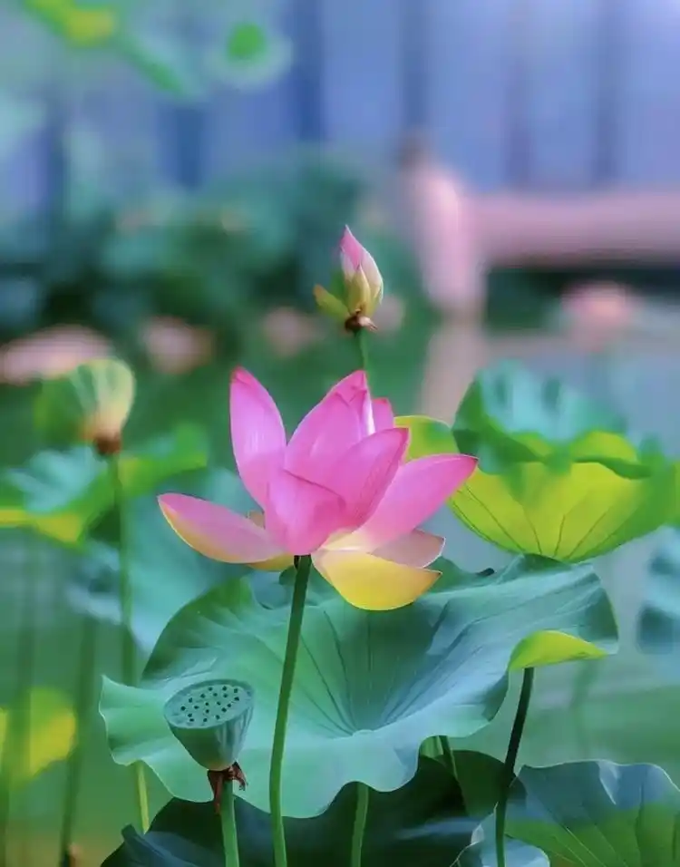 【神都诗社】第125期《夏之韵》（图16）