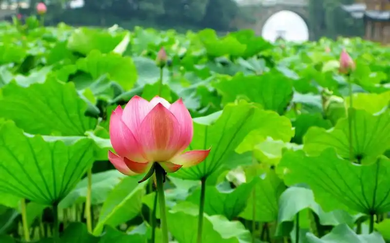 【神都诗社】第125期《夏之韵》(图20)