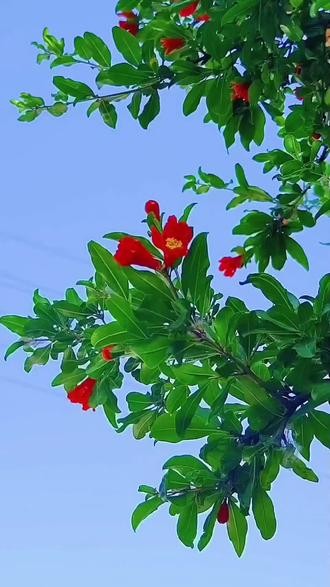 【神都诗社】第125期《夏之韵》(图22)