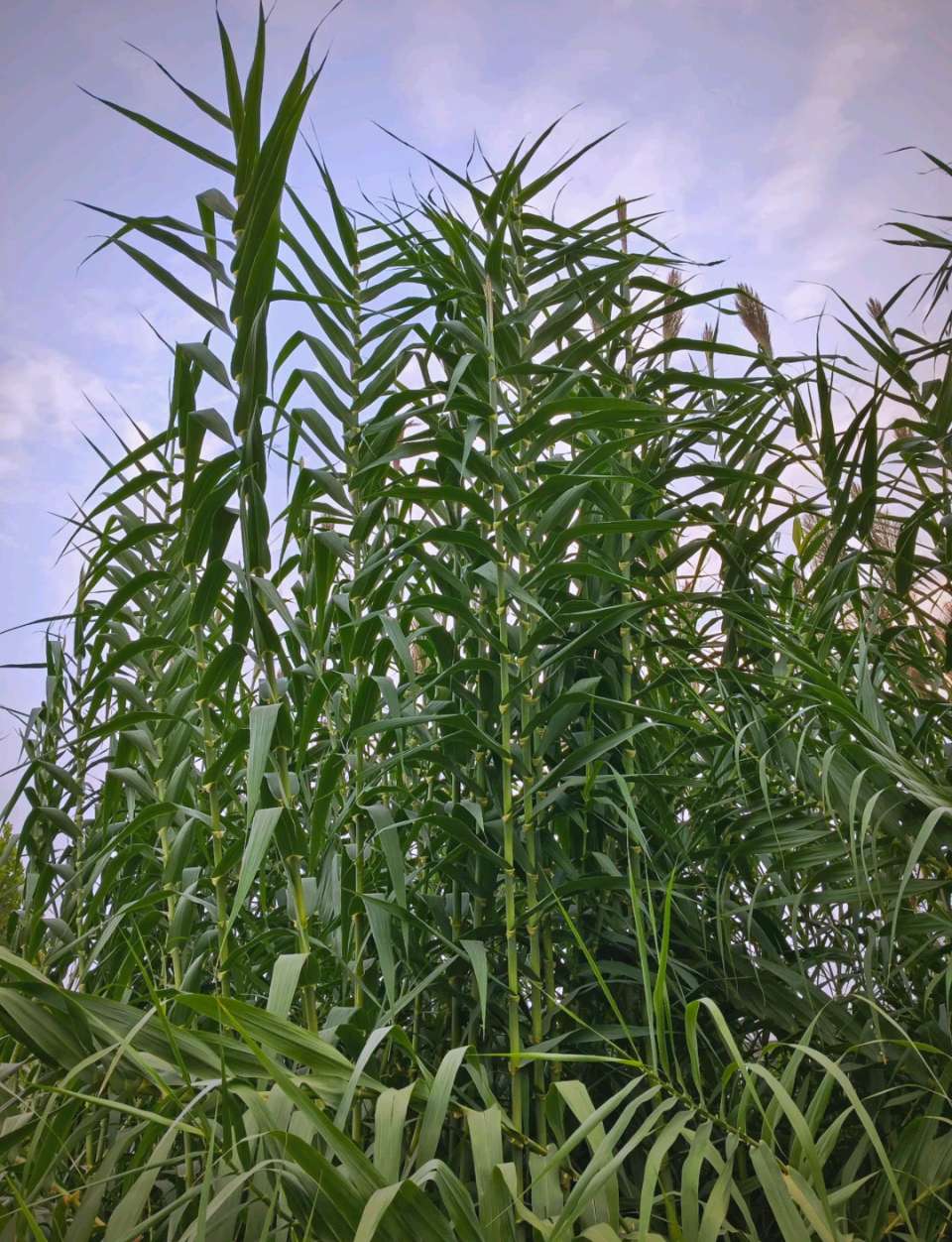 东方书剑的《临江仙・芦竹》