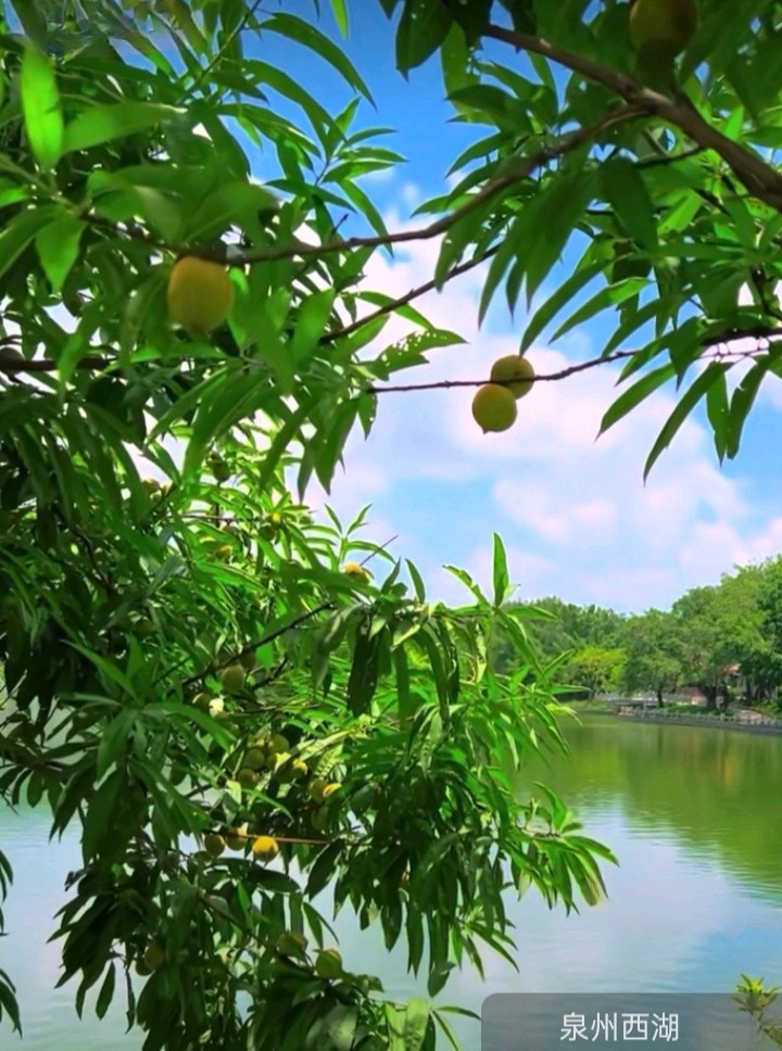 七律-泉州西湖风光（三首）诗◑雅轩琴韵（图25）