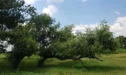 《七律，怪柳》作者：郭小林 [中国现代诗歌文化传媒推荐]（图6）