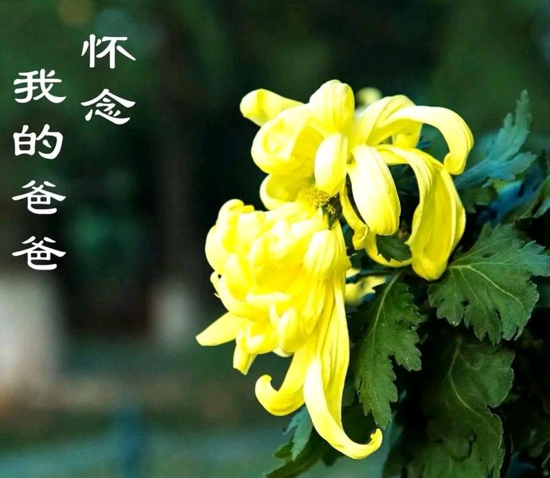 七绝-念父～诗◑王政（图14）