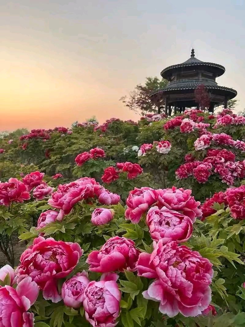 《九江文学社：北京头条》 夏日吟风 作者/蔡治华（甘肃）