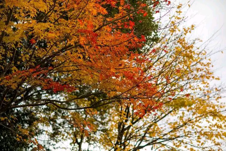 [亚洲诗艺] 1018期（图7）