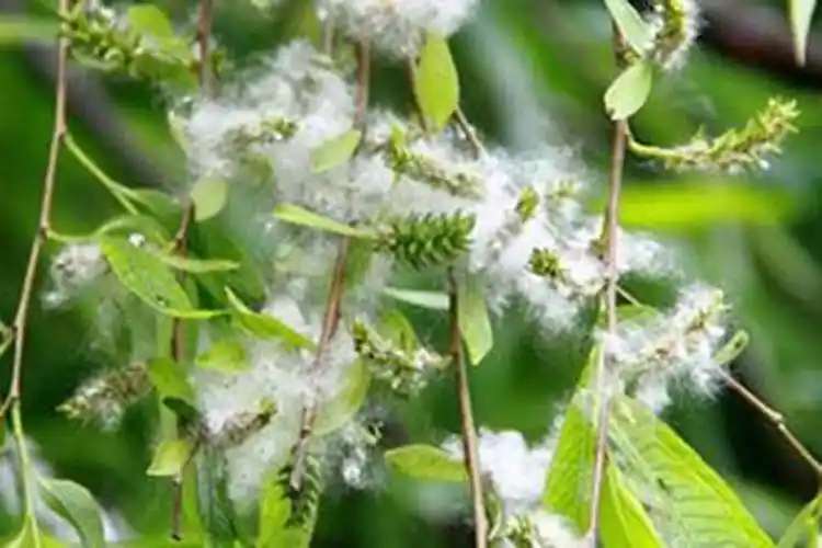 踏莎行·柳絮‖巴彦诗词楹联协会【976】（图7）