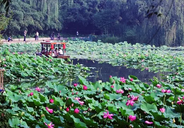 七律·家园夏景（文/韩满林）……莲叶之珠文学社（图4）