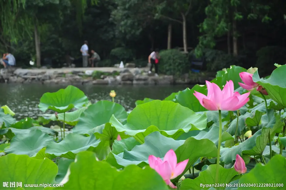 七律·家园夏景（文/韩满林）……莲叶之珠文学社（图6）
