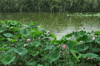 《一场夏雨的来临》作者：红蝴蝶 [中国现代诗歌文化传媒推荐]（图6）