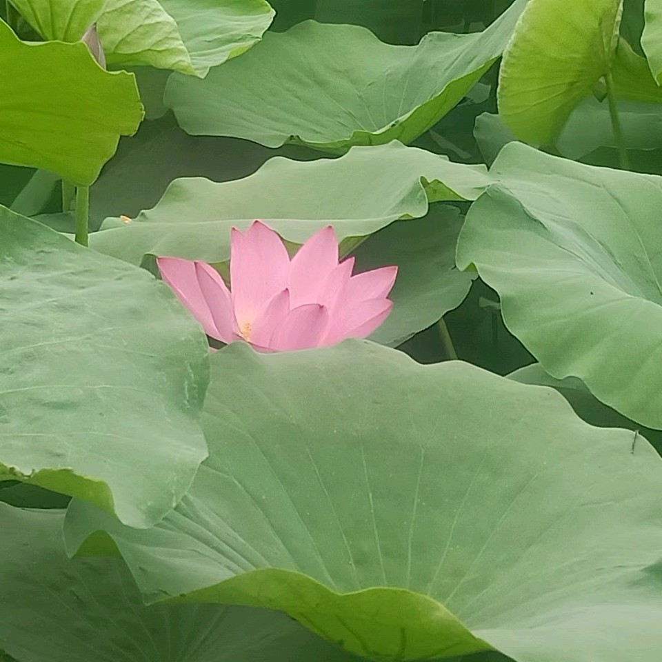 【荣耀中国】水龙吟•夏日荷花（苏轼体）田贺（长春）（图3）