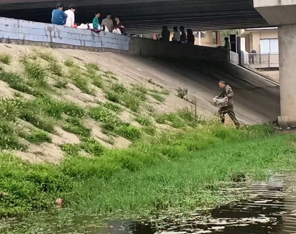 陈正的《七绝 夏日南河晨练鱼趣》