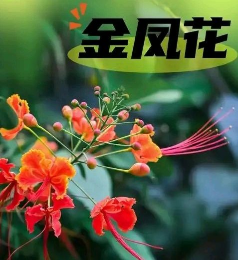 清平乐-金凤花开～词◑刘哲侬（图11）