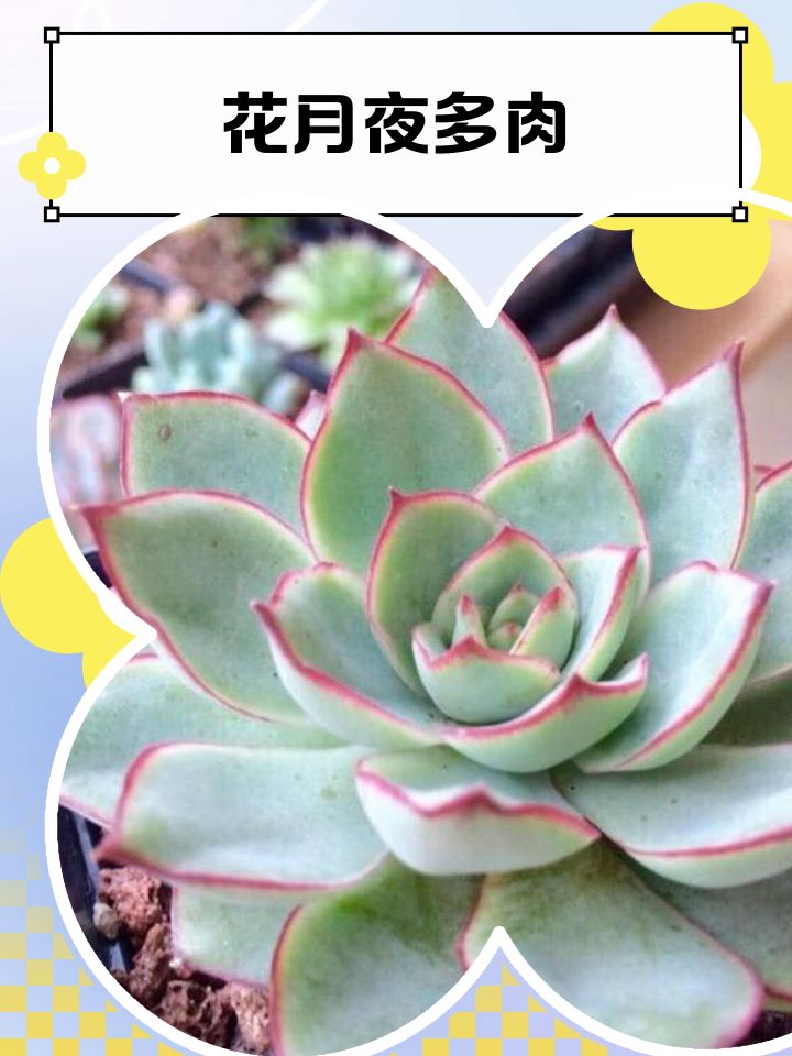 东方书剑的《五绝・多肉系列之花月夜二章》