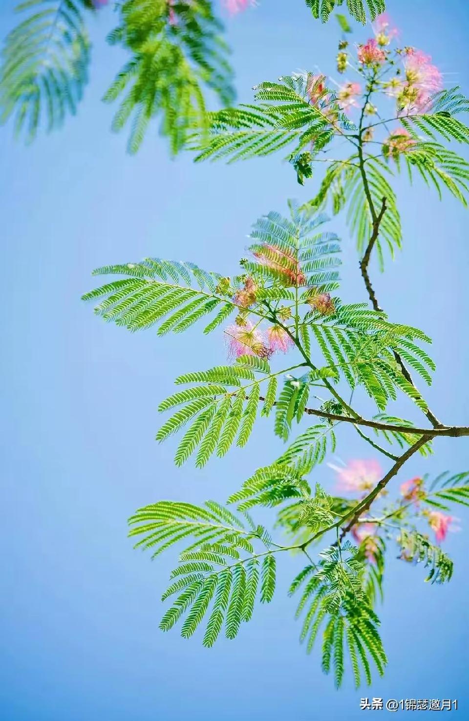 孙述考、王保江文三篇……莲叶之珠文学社
