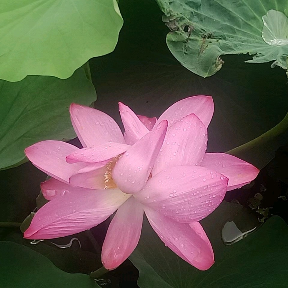 【荣耀中国】七律 夏至闲吟诗二首作者/周效仁（山东临沂）（图3）