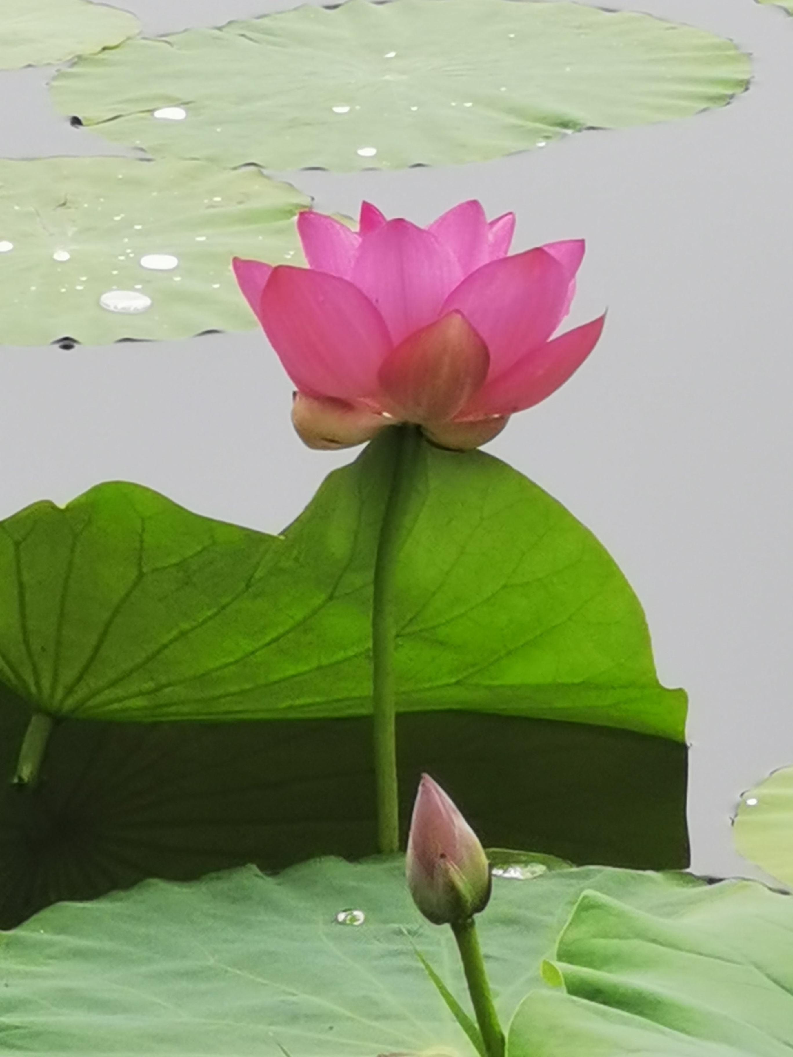 黄莉端//高虹//张希诵读《荷花颂》 作者：任学路（图5）