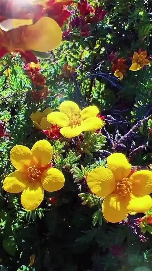 那个响亮的称呼：作者 || 火凤凰（海外）朗诵 || 韩兰娜｜海外头条（图5）
