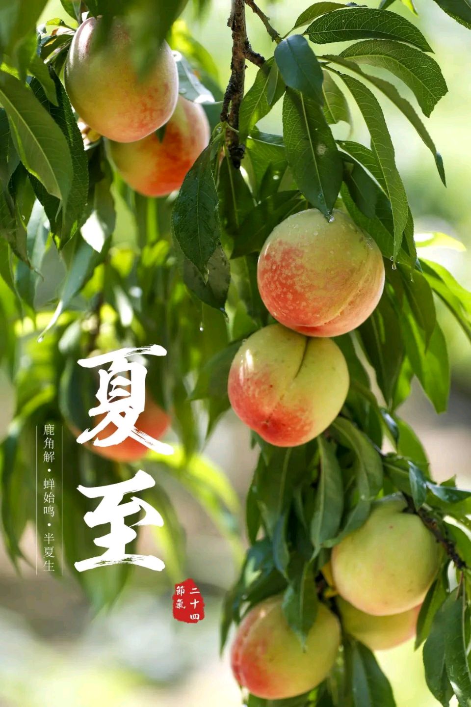 又吟夏至～诗◑吴永良（图12）