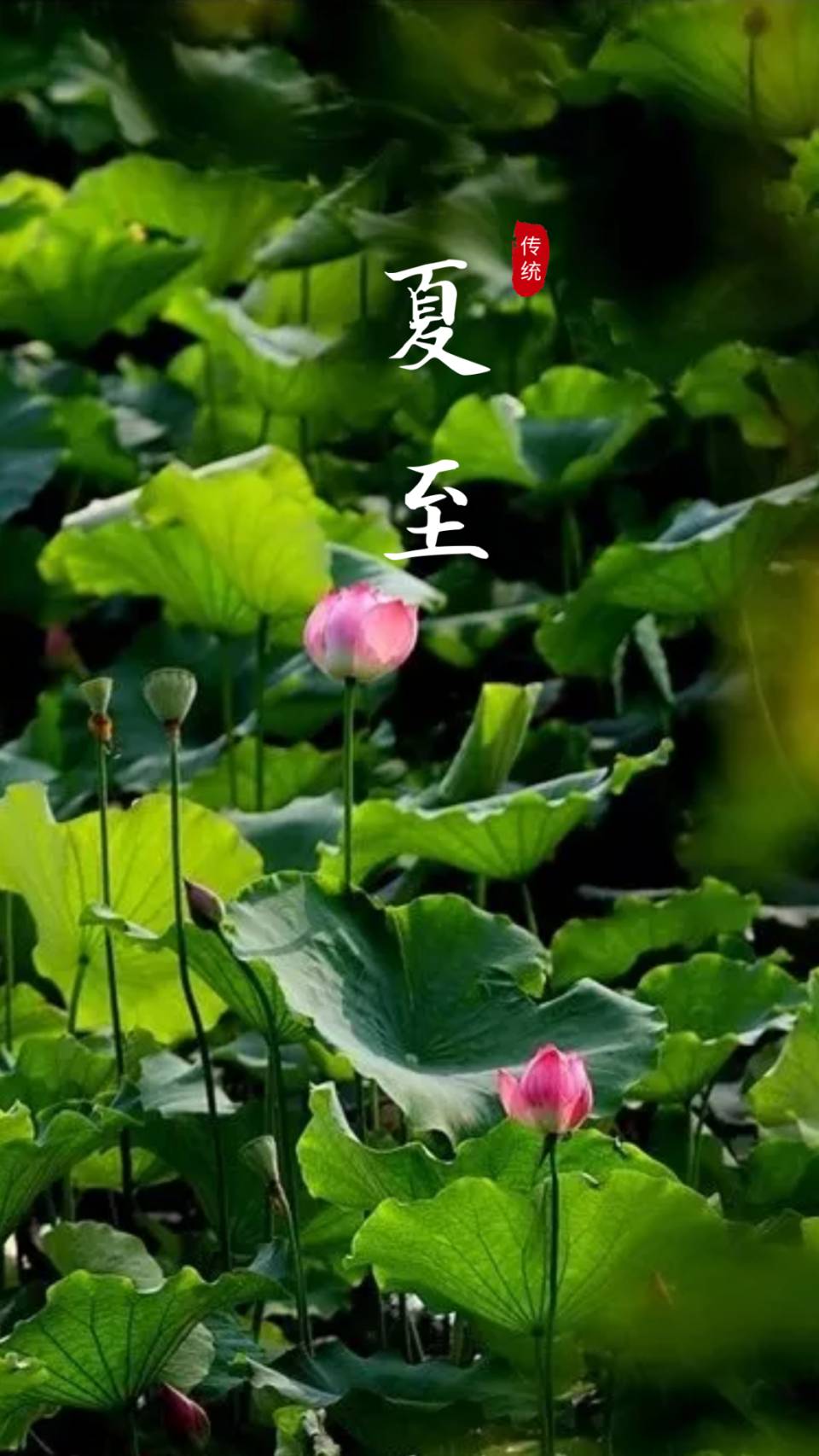 【荣耀中国】夏至作者/刘水清（湖北汉川）（图3）
