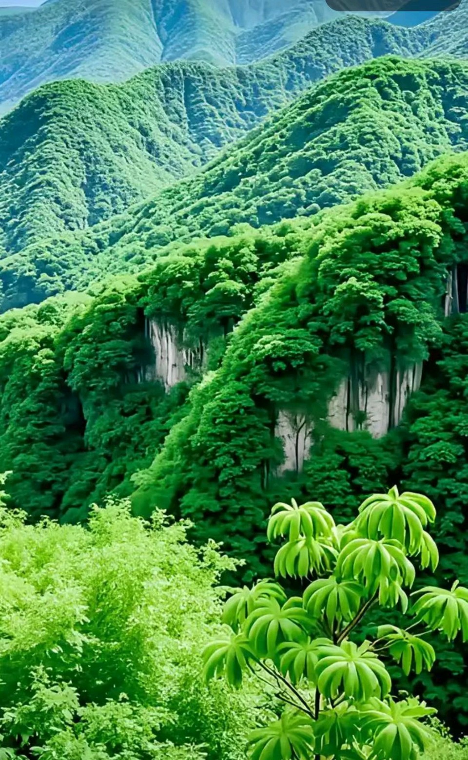 【国学雅韵社】乙巳夏至即景 作者/ 张玉荣（图3）