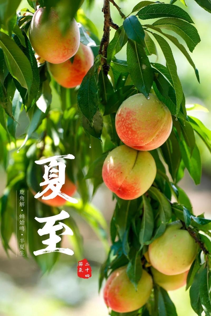 🌹夏至天地交响曲🌹众诗人/评：江花（北京）【世界诗歌研究院】世界诗人名人展13858期（图13）
