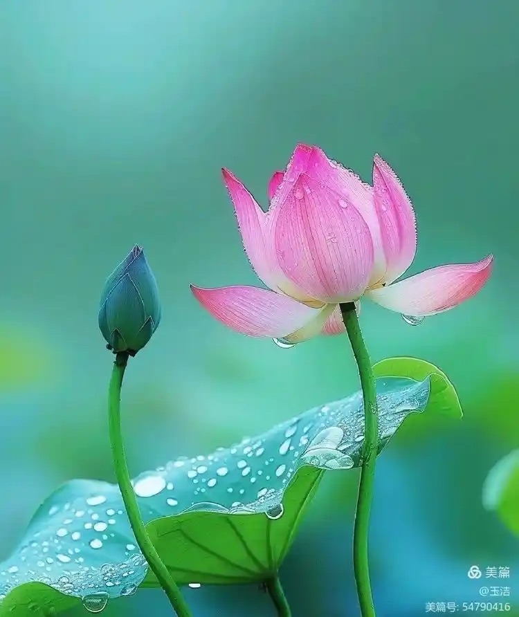 诗词三首：《满宫花·咏石榴》作者 || 故乡热土情｜海外头条（图6）