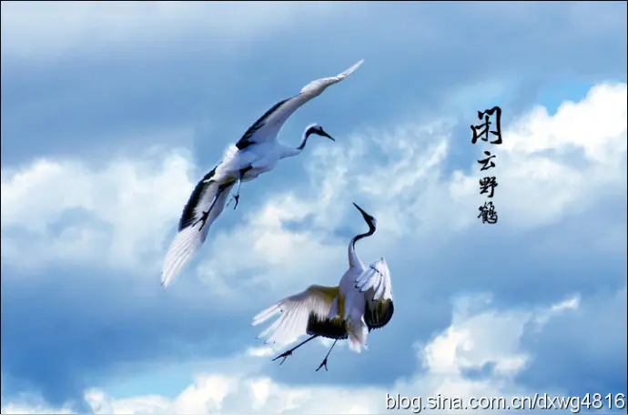 甲子岁月（文/金刚悬剑）……莲叶之珠文学社