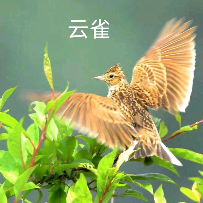 【荣耀中国】咏鸟七绝四首戴建中（图5）