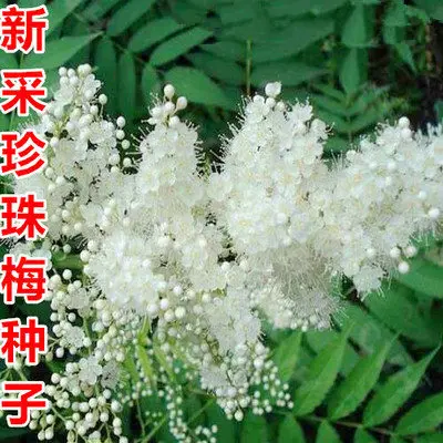 孙述考、田国沅、王保江诗文五篇……莲叶之珠文学社(图9)