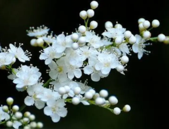 孙述考、田国沅、王保江诗文五篇……莲叶之珠文学社(图10)