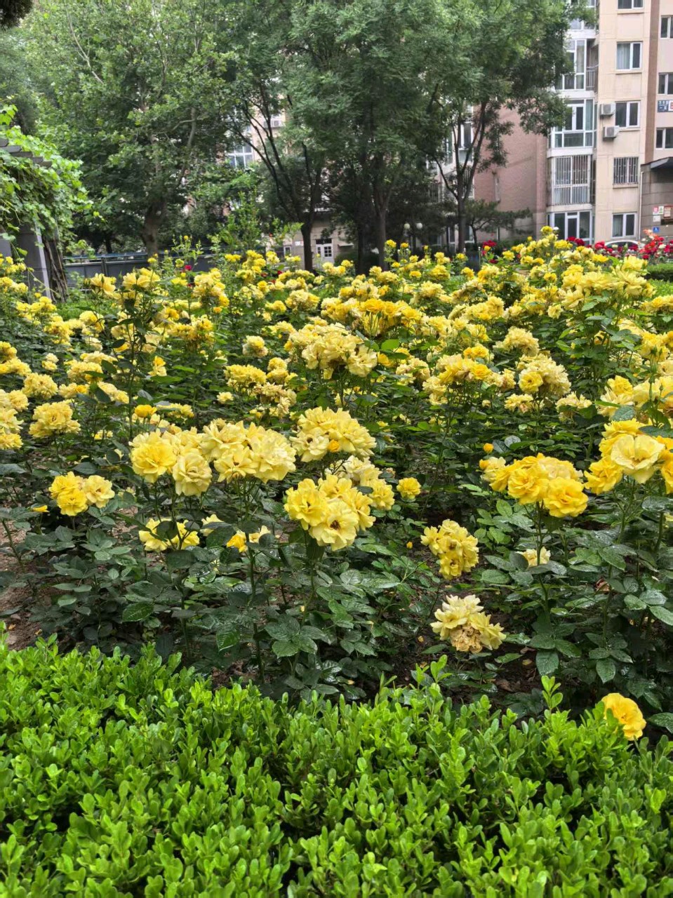 名家精品诗文【伯弦只待子期顾，桃李夭夭鉴玉容 】1246作家：三木秉凤先生（周凤森）编辑制作：烟雨蒙蒙（图9）