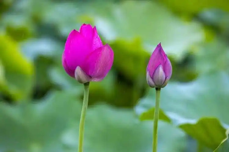 夏日风光（5）‖巴彦诗词楹联协会【982】（图3）