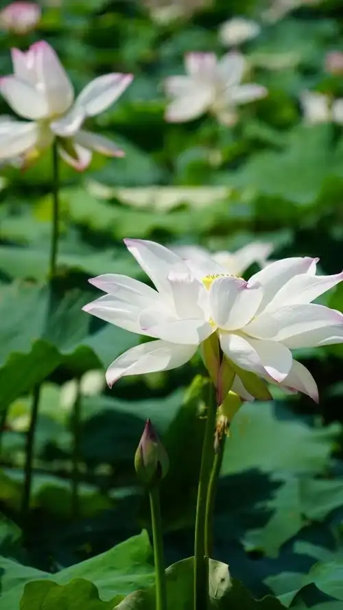 夏日风光（5）‖巴彦诗词楹联协会【982】（图4）